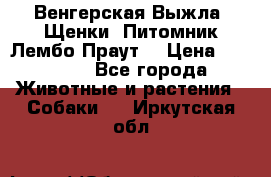 Венгерская Выжла. Щенки. Питомник Лембо Праут. › Цена ­ 35 000 - Все города Животные и растения » Собаки   . Иркутская обл.